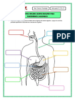 Sistema digestivo: órganos, funciones y cuidados