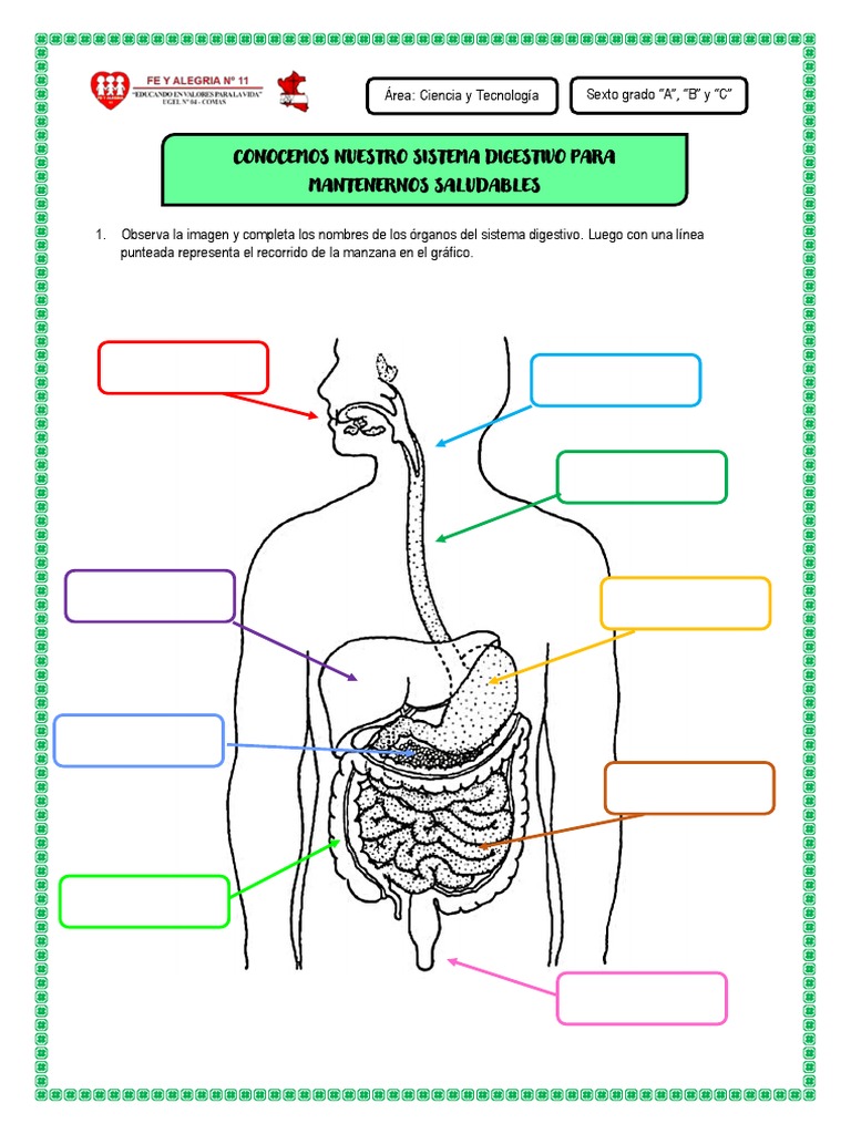Ficha 9 Sep. Conocemos Nuestro Sistema Digestivo para Mantenernos  Saludables | PDF | Sistema digestivo humano | Digestión, image size:768x1024
