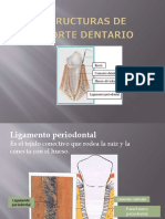 Estructuras de Soporte Dental