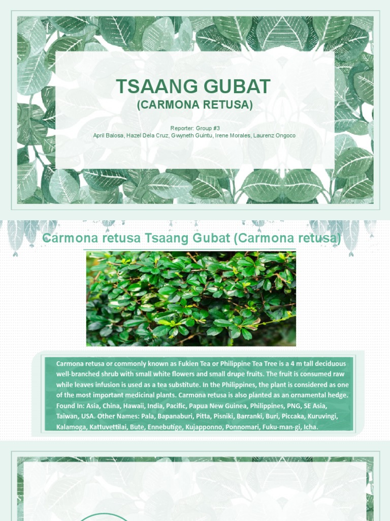 Looking for Tsaang Gubat plant leaves, image size:768x1024