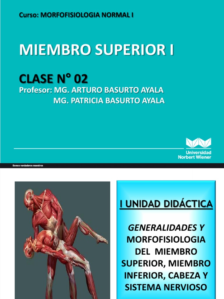 Clase 2 Morfofisiologia DR Basurto 2020 | PDF | Articulación | Codo
