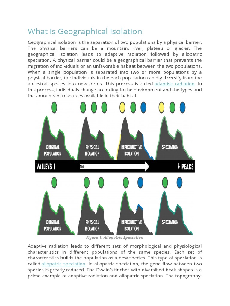 What Is Geographical Isolation Adaptive Radiation PDF Species