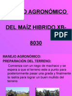 Cultivo de Maiz