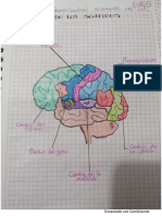 Actividad 6 Anatomia