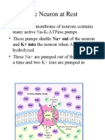 Action Potential and Conduction of Nerve Impulse