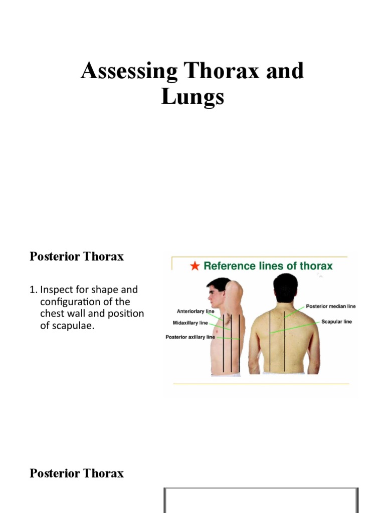 Assessing Thorax and Lungs | PDF | Thorax | Thorax (Human Anatomy)