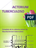 Micobacterium tuberculosis: morfología, estructura, patogenia y diagnóstico