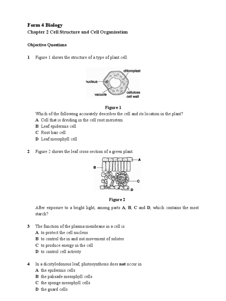 Cell Structure and Organization Exercises | PDF | Vacuole | Cell (Biology)