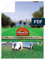 Why Bermuda seed is better than sod or sprigs