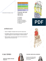 Astragalo y calcaneo