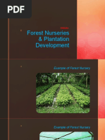Overview of the Agoho Tree in the Philippines | PDF | Botany | Branches ...
