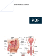 Sistem Reproduksi Pria