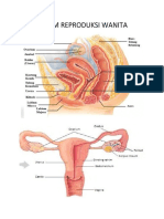 Sistem Reproduksi Wanita