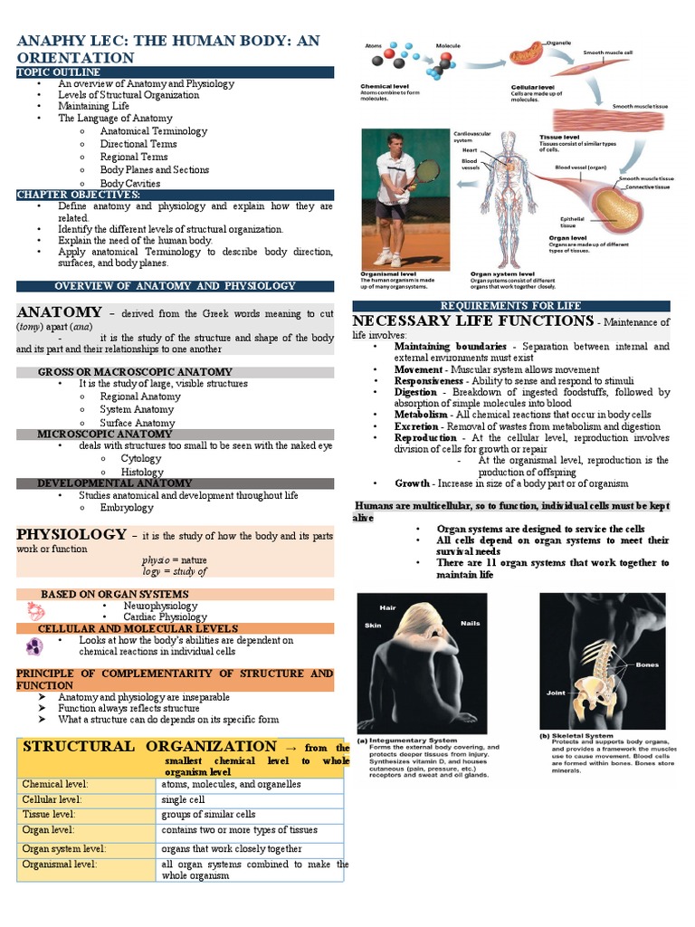 Anatomy & Physiology Overview | PDF | Homeostasis | Anatomy