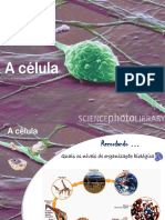 PPT B4- Célula