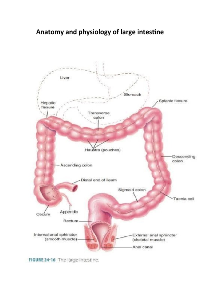 Anatomy and Physiology of Large Intestine | PDF
