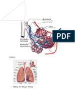 Organ Pernapasan