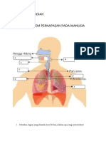 Sistem Pernapasan Manusia