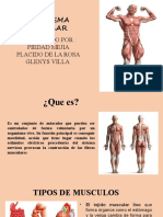 Sistema muscular: tipos y funciones principales