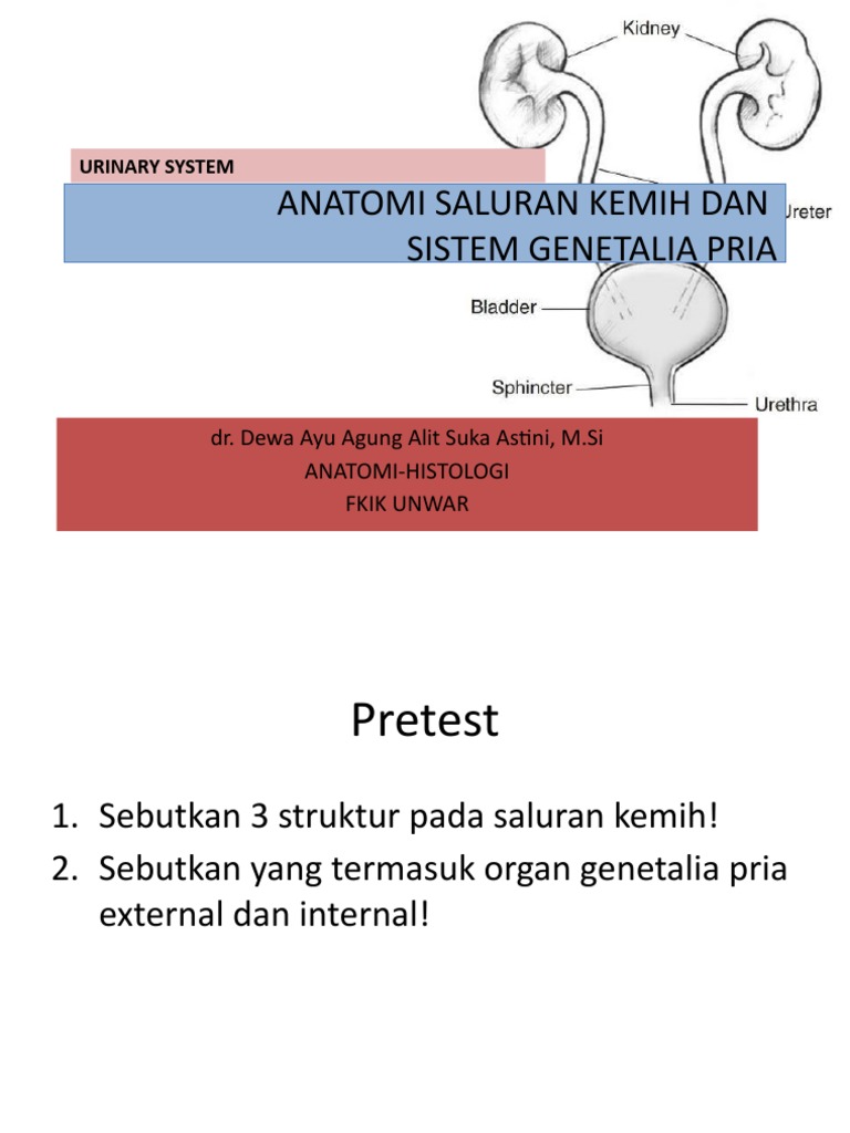 Anatomi Saluran Kemih Dan | PDF