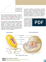 Eucariota y Procariota