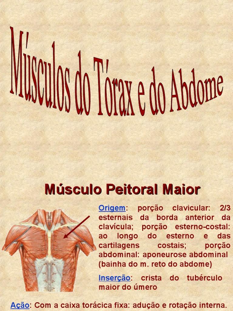Músculos Do Tórax E Do Abdome Pdf Tecido Macio Sistema Esquelético