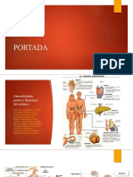 Sistema Endocrino