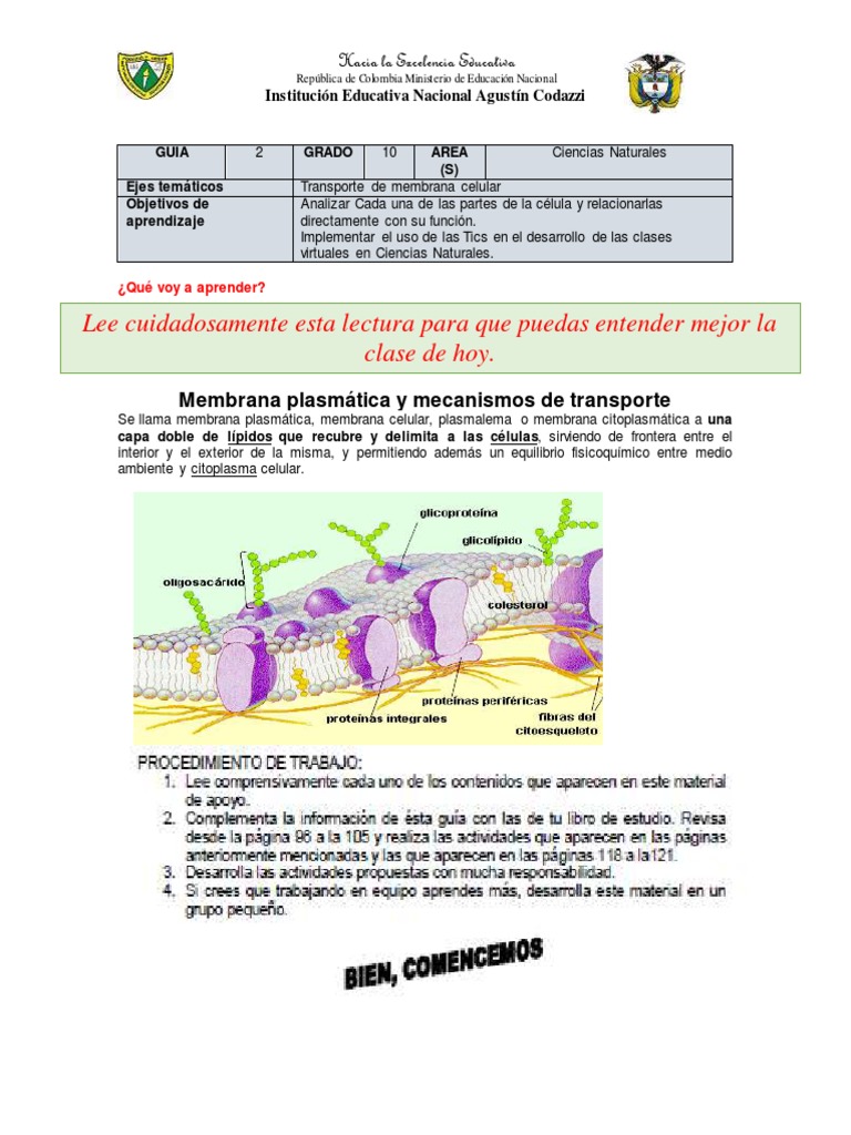 Guia 2 Biologia 10° | PDF