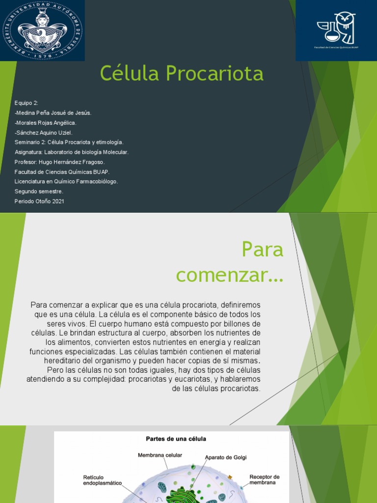 Seminario 2 Célula Procariota | PDF | Biología Celular) | Las bacterias