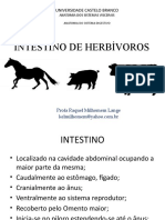 Anatomia do Sistema Digestivo em Herbívoros