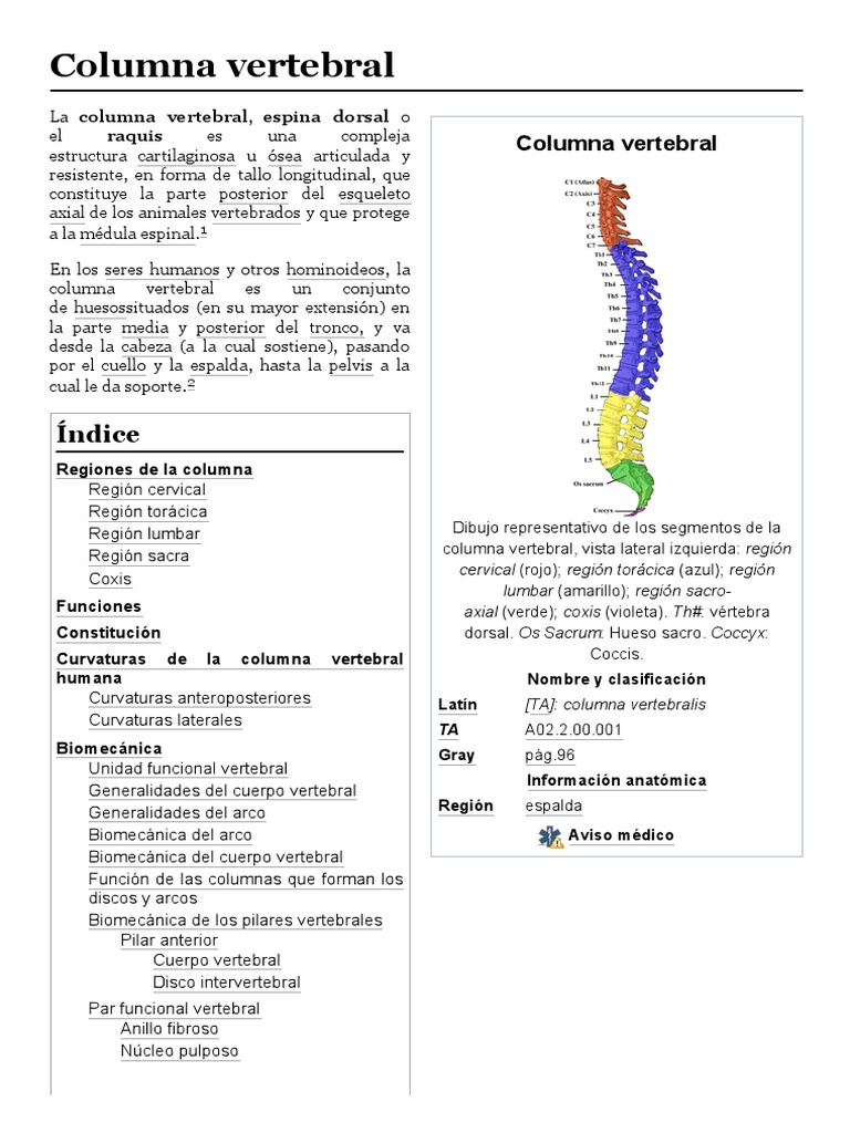 Estructura y Funciones de la Columna Vertebral | PDF | La columna ...