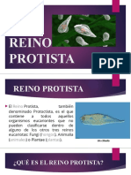 Reino Protista