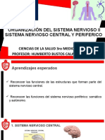 Sistema nervioso central y periférico: estructuras y funciones