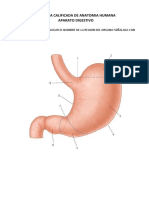 Práctica Calificada de Anatomia Humana Aparato Digestivo