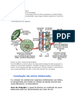 Transporte da seiva nas plantas