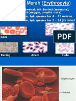 Klp_1_Eritrosit (1)