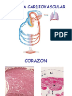 Cardiovascular MF