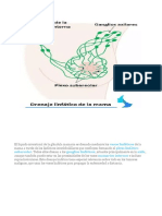 Anatomia Mamaria