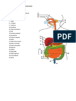 Gambar Saluran Pencernaan