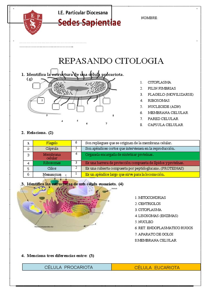 Estructura y Función de Células Procariotas y Eucariotas | PDF ...