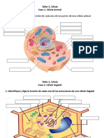 Estructuras y comparación de células animales, vegetales y bacterianas