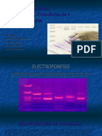 Electroforesis - Biotecnología de Alimentos