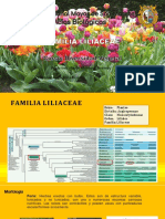 Familia Liliaceae