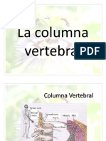 Columna Vertebral: Estructura, Curvaturas y Movimientos