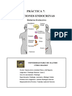 P7.Funciones Endocrinas.