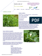 Cultivo de Chamico, Datura (Datura Ferox) y Usos