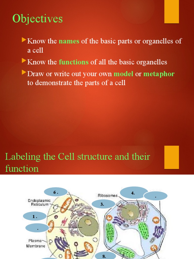 Cell Structure and Function Activity | PDF | Endoplasmic Reticulum ...
