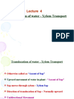 Translocation of Water - Xylem Transport