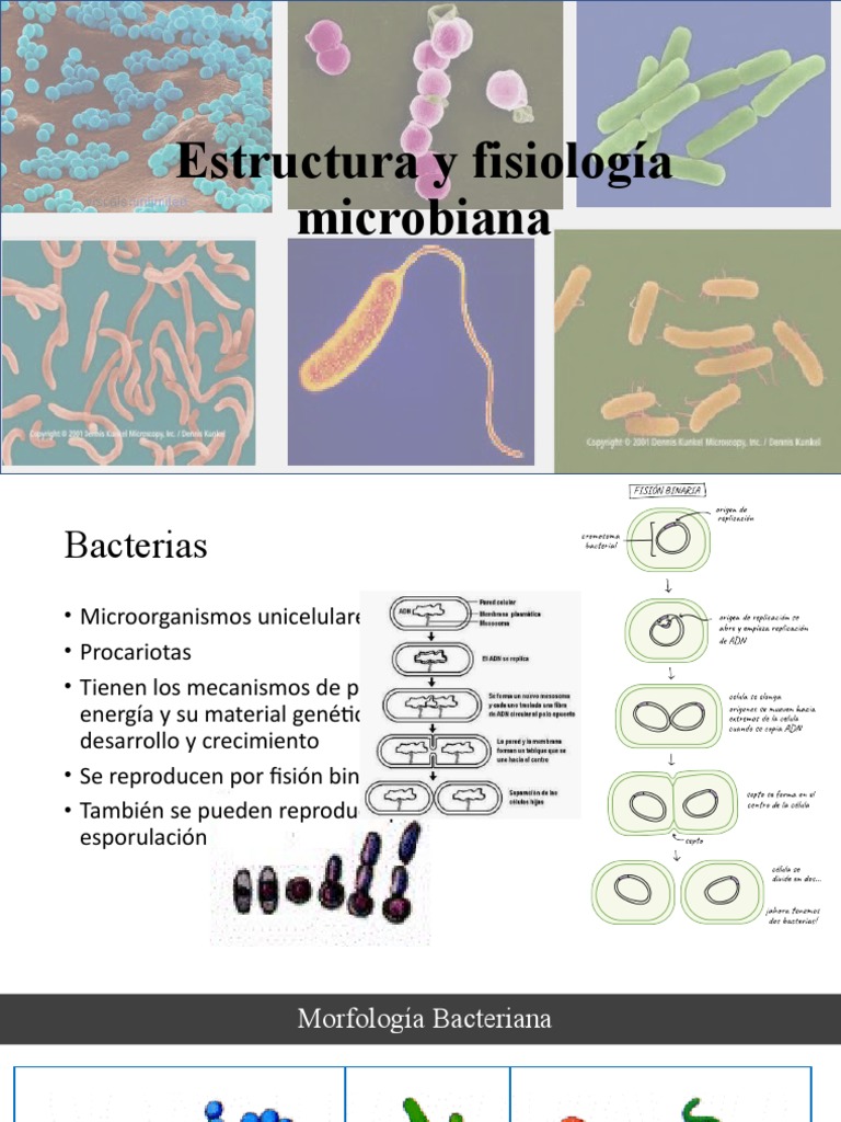 Estructura y Fisiología de Bacterias | PDF | Biología Celular) | Las ...