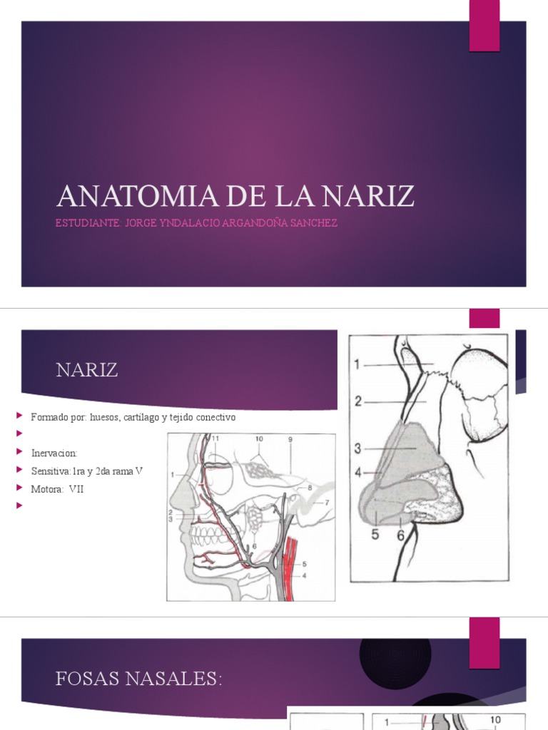 Anatomía y Funciones de la Nariz | PDF | Anatomía | Cabeza y cuello humanos